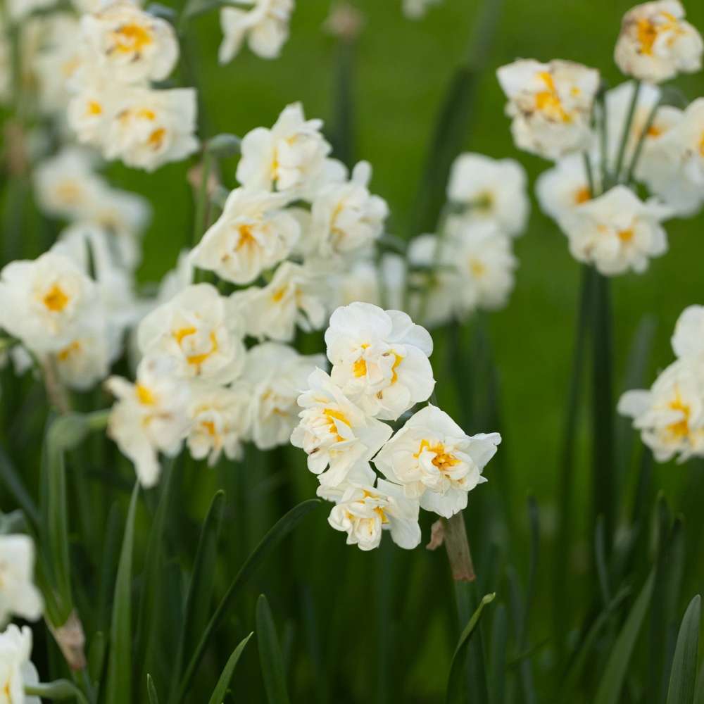 Narcissus 'Bridal Crown'
